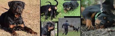 Rottweiler puppies for adoption from your local minnesota animal shelter usually cost less than getting one from a specialized rottweiler dog breeder. Windego Rottweilers