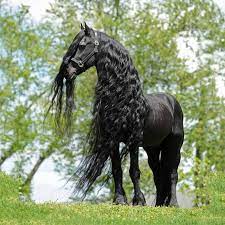 Through the early middle ages and high m. Black Friesian Horses Are Incredibly Majestic 9gag