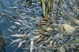 Image result for Potamogeton schweinfurthii