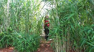 Miscanthus ülkemizde fil çimeni, fil otu diye de bilinmektedir. Riesenchinaschilf Miscanthus Giganteus Aksel Olsen