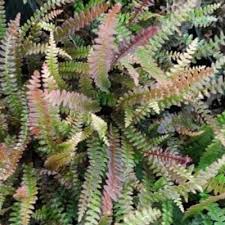 Image result for Blechnum tabulare
