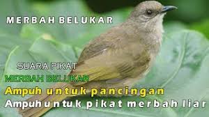 Check spelling or type a new query. Best Of Merbah Belukar Pikat Free Watch Download Todaypk