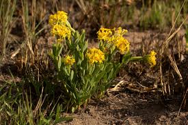 Image result for Gnidia kraussiana