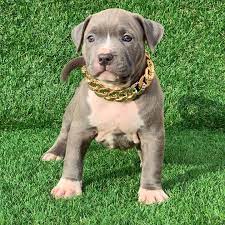 We did not find results for: Pitbull Puppies For Sale American Pitbull Terrier Breeding Centre Pitbull Forest House