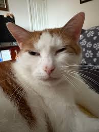 Jean Anastasio's Instagram, Twitter & Facebook