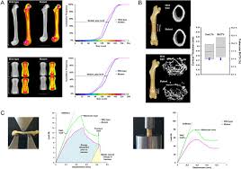 Rapid phenotyping of knockout mice to identify genetic determinants of bone  strength in: Journal of Endocrinology Volume 231 Issue 1 (2016)