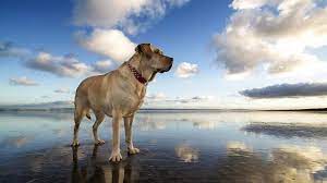 خلفيات كلب بوير بويل labrador retriever retriever labrador