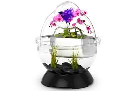 All cool betta tanks have a few things in common. 9 Unusual Fishbowls You Can Buy Mental Floss