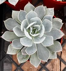 Image result for Senecio subsessilis