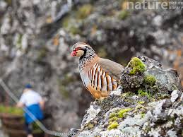 Image result for Alectoris rufa