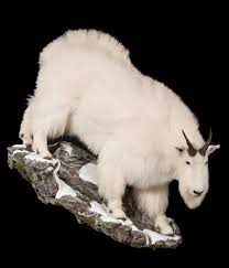 This is the first time manchester united have ended the day top of the premier league table, having played as many as 17 games, since the. Best Form For Lifesize Mountain Goat Welcome To The Taxidermy Net Forum And Community