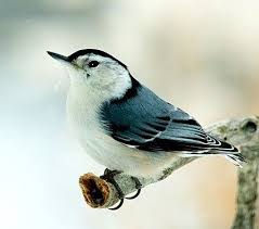 Birds Native To Colorado Springs White Breasted Nuthatch Nuthatch Backyard Birds Feeders Birds