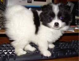Maltese Chihuahua Pomeranian Mix Pomeranian Chihuahua Mix Pomeranian Puppy Pomchi Puppies