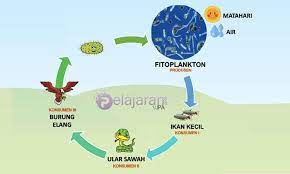 Di alam ini banyak berbagai macam makhluk hidup. Ekosistem Kolam Pengertian Komponen Dan Contoh Ekosistem Kolam Lengkap Ilmu Pengetahuan Alam Ipa