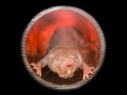 Show me a picture of a mole rat. Gooey Secret Of Naked Mole Rat S Cancer Resistance Revealed Research Chemistry World