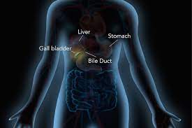 What's the latin word for gallbladder? What Does The Gallbladder Do Dana Farber Cancer Institute
