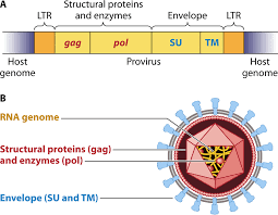 A An Integrated Double Stranded Dna Provirus Yellow Of A Simple Download Scientific Diagram Yellow blue dna molecule stock illustration.