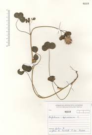 Image result for Trifolium spumosum