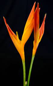 It is grown as an annual north of zone 10 and does best if it pinched back to encourage bushy growth. Parrot S Beak Heliconia Gecko Farms Hawaii Leis Fresh Tropical Flowers