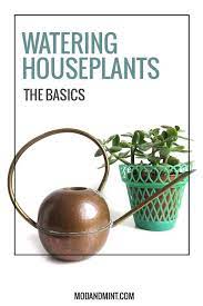 When And How To Water Your Houseplants The Right Way Houseplants Plant Care Houseplant House Plant Care