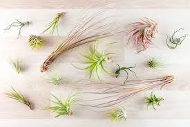 Though various air plants may look different, they all require the same kind of care : What You Should Know About Growing Different Types Of Air Plants Floraqueen