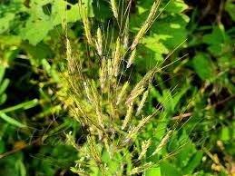 Image result for Capillipedium