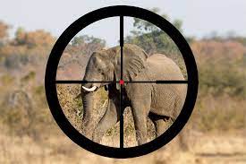 The african elephant is among the most endangered animals in africa. The Countries Where Rich People Can Hunt Endangered Animals
