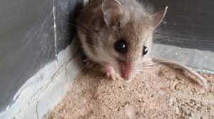 We did not find results for: Can You Have Mice And Rats At The Same Time