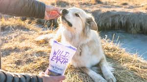 Consult a vet, ask him/her which foods will be the best for your dog. Best Vegan Dog Food Wild Earth Has 2 000 Positive Reviews Here S Why