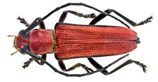 Glenea Cardinalis Insekten Tiere Spinne