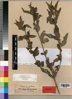 Image result for Lippia abyssinica