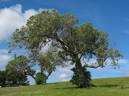 Jpg is an image format that uses lossy compression. File Tree Example Vis Jpg Wikimedia Commons