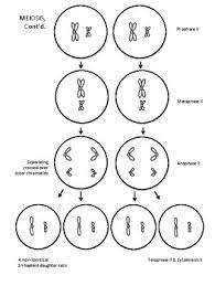 Mitosis coloring pages mitosis and meiosis coloring sheets pages showing top 8 worksheets in the category mitosis vs meiosis. Mitosis Meiosis Coloring Worksheet By 98 Percent Chimp Tpt