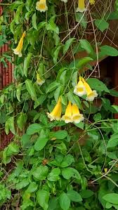 Image result for Whitfieldia elongata