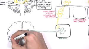 Maybe you would like to learn more about one of these? Parkinson S Disease Shaking Palsy Clinical Presentation And Pathophysiology Youtube