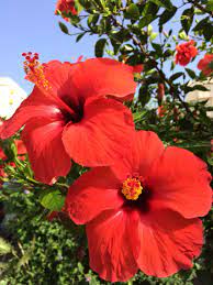 Red Flowers Gandia Flowers Flower Aesthetic Flowers Photography Red Flowers