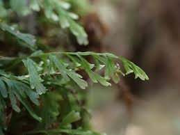 Image result for Abrodictyum rigidum