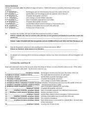 The sister chromatids are moving apart. Meiosis Worksheet 13 Key Meiosis Worksheet On The Lines Provided Order The Different Stages Of Meiosis I Through Meiosis Ii Including Interphase In Course Hero