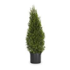 Screening plants are an excellent choice for those who want natural, attractive, and low maintenance barriers. 9 16 Gallon Emerald Green Arborvitae Screening Shrub In Pot L5480 In The Shrubs Department At Lowes Com