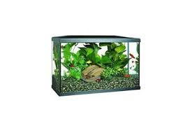 Best Fish Tanks 2021 Heater Light And Accessories Reviews By Wirecutter