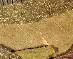 Image result for Lantana nivea