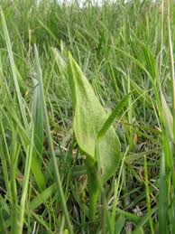 Image result for Ophioglossum vulgatum