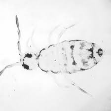 You may have seen these little creatures by the gardens around your home. Pdf Springtails In The Classroom Collembola As Model Organisms For Inquiry Based Laboratories