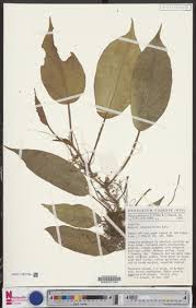 Image result for Begonia longipetiolata
