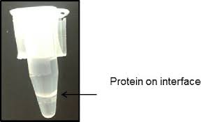 Methanol Chloroform Precipitation Once Spermatozoa Have Been Download Scientific Diagram