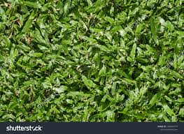 Image result for Axonopus flexuosus