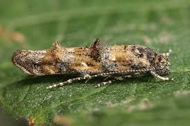 Image result for Mompha miscella