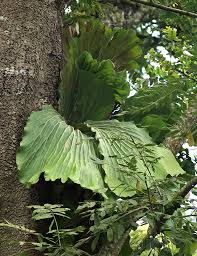 Image result for Platycerium elephantotis