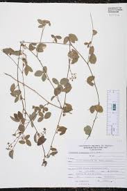 Image result for Desmodium scorpiurus
