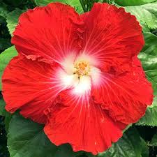 Dhgate.com provide a large selection of promotional hibiscus flower seeds on sale at cheap price and excellent crafts. Pin On Hibiscus Part 2 You Will Also Find Loads Of Hibiscus On Hibiscus Part L